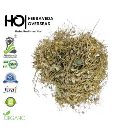 Aftimoon / Cuscuta reflexa