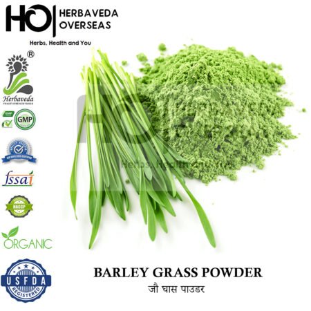 Barley / Hordeum vulgare