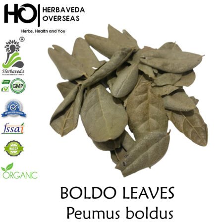 Boldo / Peumus boldus