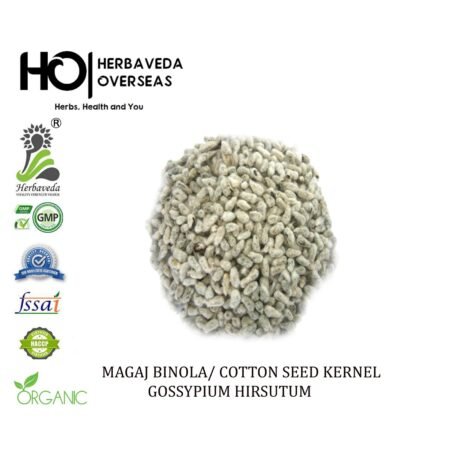 Magaj Binola (Cotton Seed Kernel) / Gossypium herbaceum