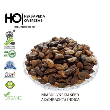 Nimboli (Neem Fruit) / Azadirachta indica