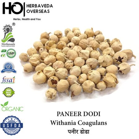 Paneer Phool (Indian Rennet) / Withania coagulans