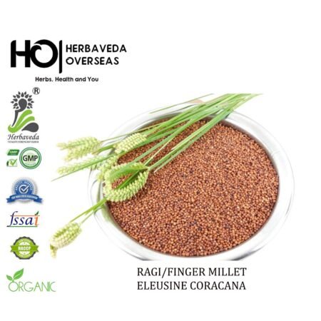 Ragi (Finger Millet) / Eleusine coracana