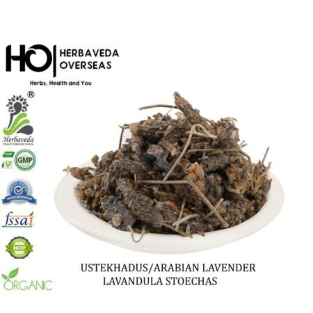 Ustukhuddus (French Lavender) / Lavandula stoechas