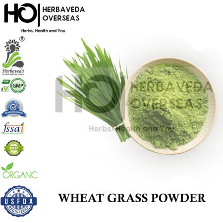 Wheatgrass / Triticum aestivum