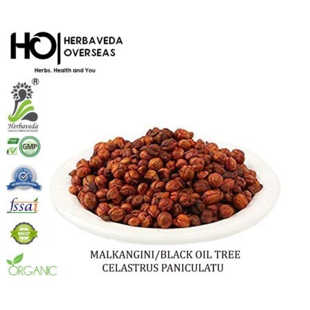 Malkangini (Jyotishmati) / Celastrus paniculatus