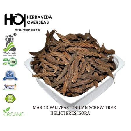 Marod Phali (Indian Screw Tree) / Helicteres isora