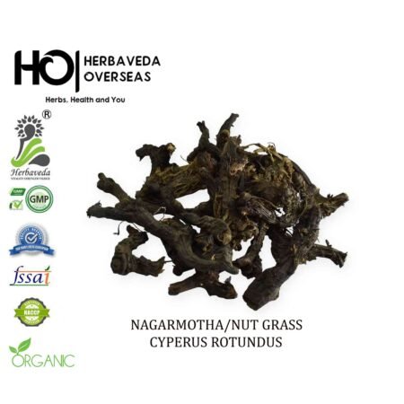 Nagarmotha (Nut Grass) / Cyperus scariosus