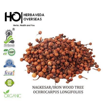 Nagkesar (Ironwood Tree) / Mesua ferrea