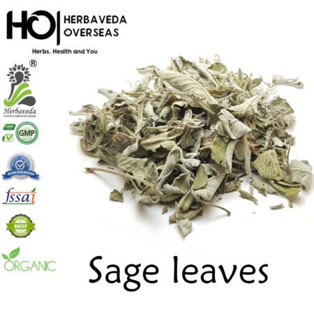 Sage / Salvia officinalis