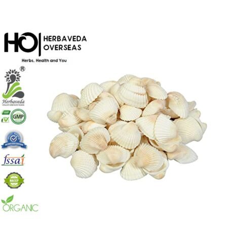 Seep (Oyster Shell) / Ostrea edulis
