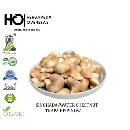 Singhara (Water Chestnut) / Trapa natans