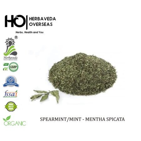 Spearmint / Mentha spicata