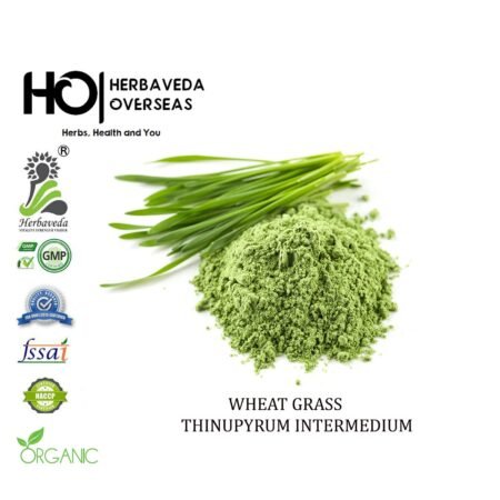 Wheat (Godhum) / Triticum aestivum