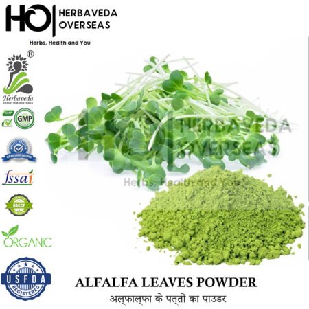 Alfalfa | अल्फाल्फा | Medicago sativa