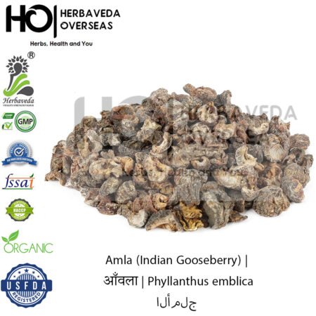 Amla (Indian Gooseberry) | आँवला | Phyllanthus emblica