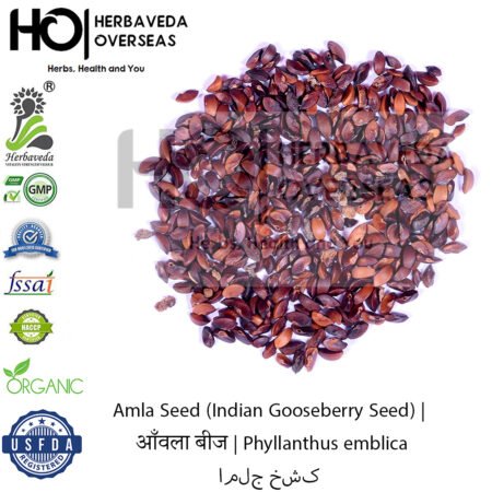 Amla Seed (Indian Gooseberry Seed) | आँवला बीज | Phyllanthus emblica