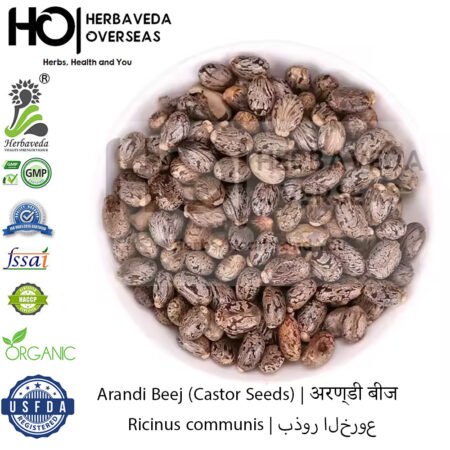 Arandi Beej (Castor Seeds) | अरण्डी बीज | Ricinus communis