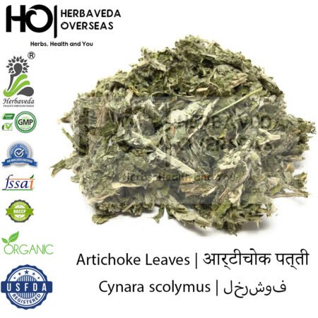Artichoke Leaves | आर्टीचोक पत्ती | Cynara scolymus