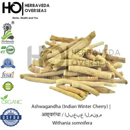 Ashwagandha (Indian Winter Cherry) | अश्वगंधा | Withania somnifera