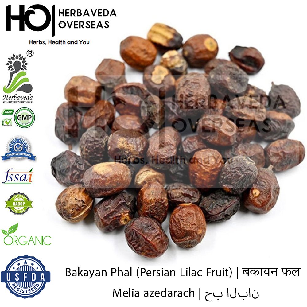 Bakayan Phal (Persian Lilac Fruit) | बकायन फल | Melia azedarach