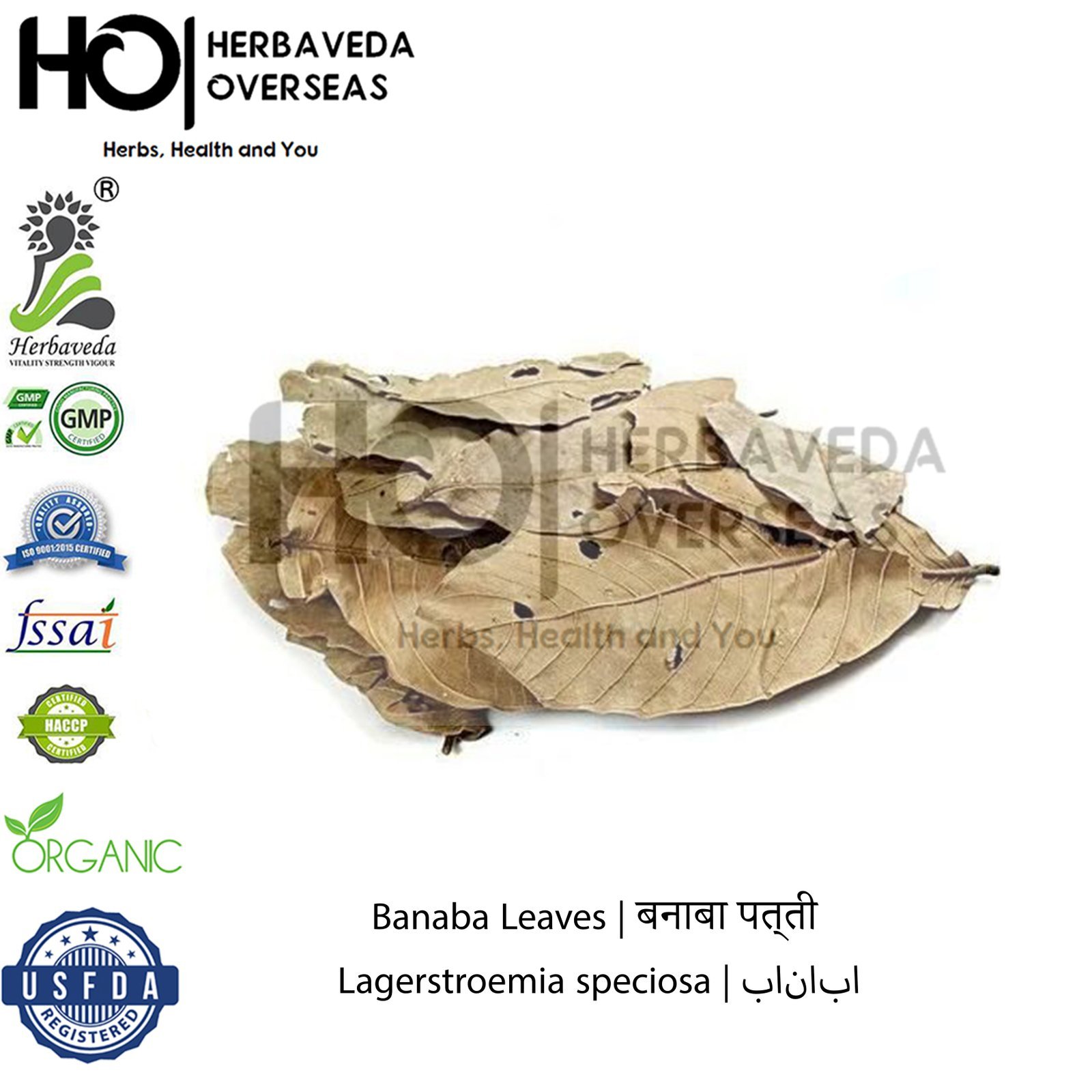 Banaba Leaves | बनाबा पत्ती | Lagerstroemia speciosa