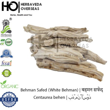 Behman Safed (White Behman) | बहमन सफेद | Centaurea behen