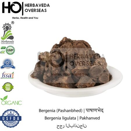 Bergenia (Pashan Bhed) | पाषाणभेद | Bergenia ligulata
