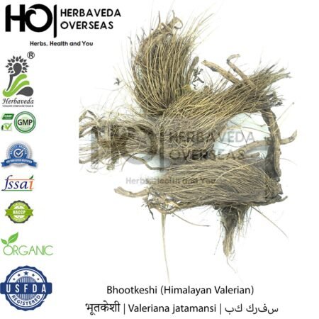Bhootkeshi (Himalayan Valerian) | भूतकेशी | Valeriana jatamansi