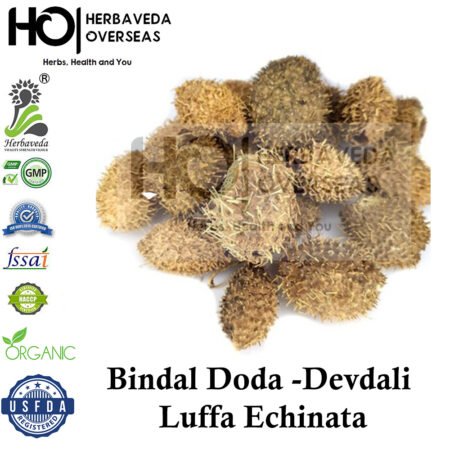 Bindal Doda (Moth Mullein) | बिंडाल डोडा | Verbascum thapsus