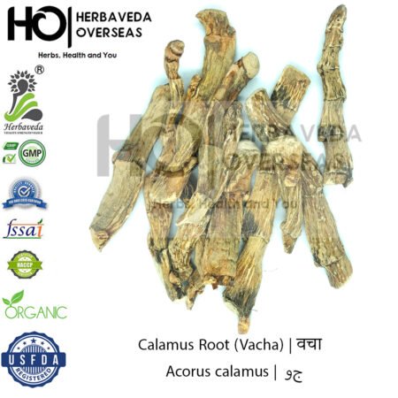 Calamus Root (Vacha) | वचा | Acorus calamus