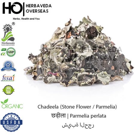 Chadeela (Stone Flower / Parmelia) | छड़ीला | Parmelia perlata