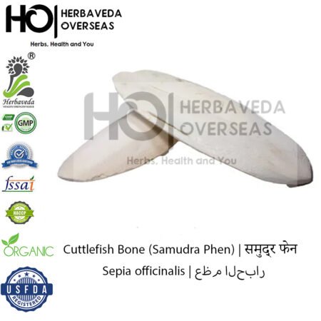 Cuttlefish Bone (Samudra Phen) | समुद्र फेन | Sepia officinalis