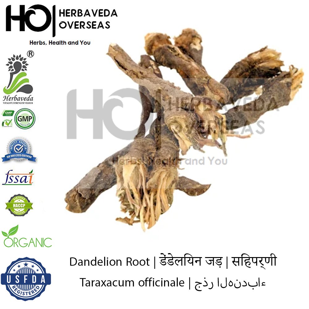 Dandelion Root | डेंडेलियन जड़ | Taraxacum officinale