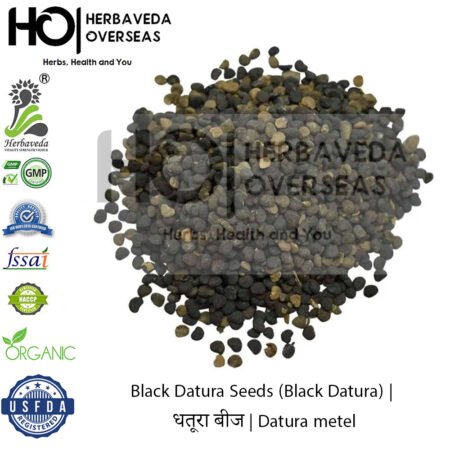 Black Datura Seeds (Black Datura) | धतूरा बीज | Datura metel