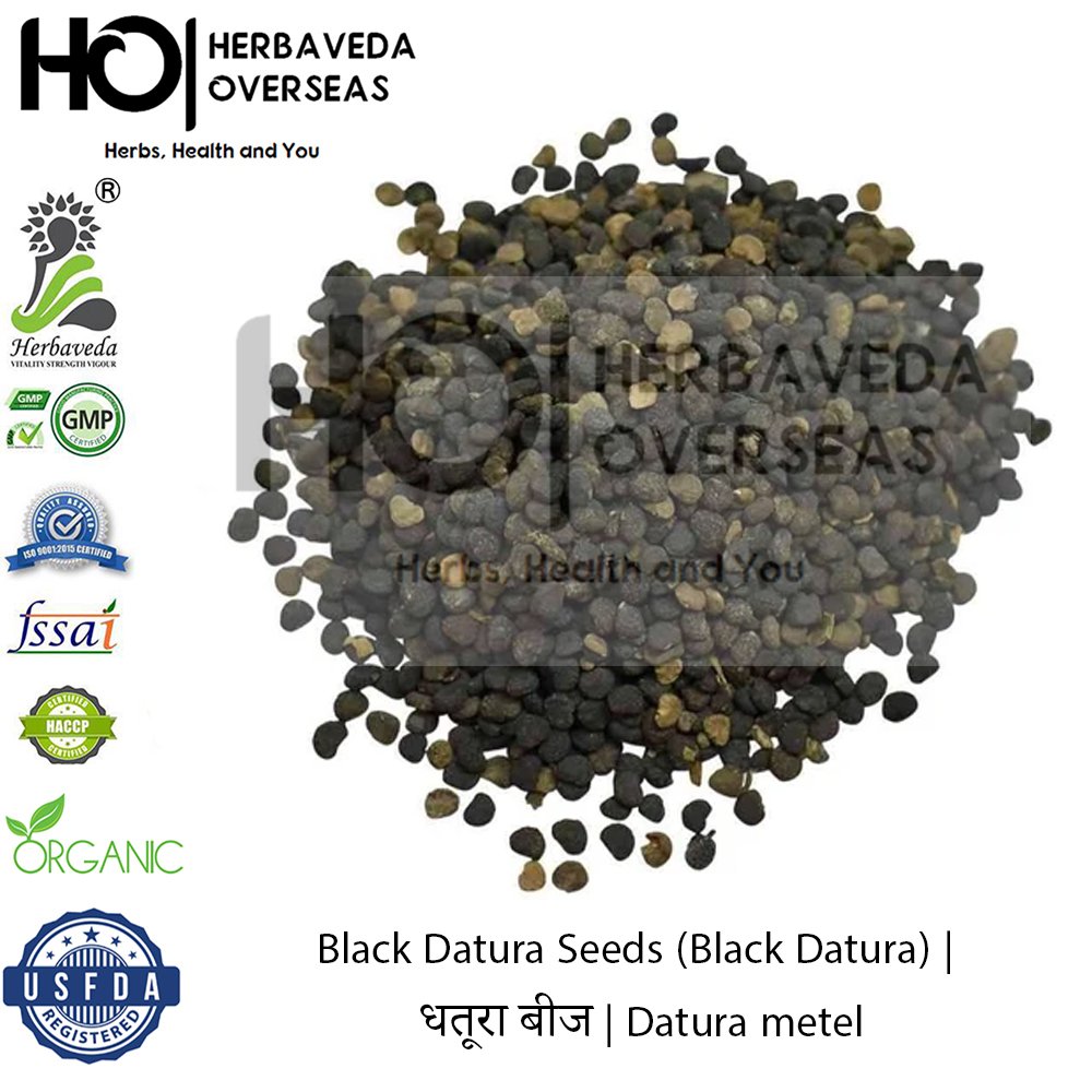 Black Datura Seeds (Black Datura) | धतूरा बीज | Datura metel