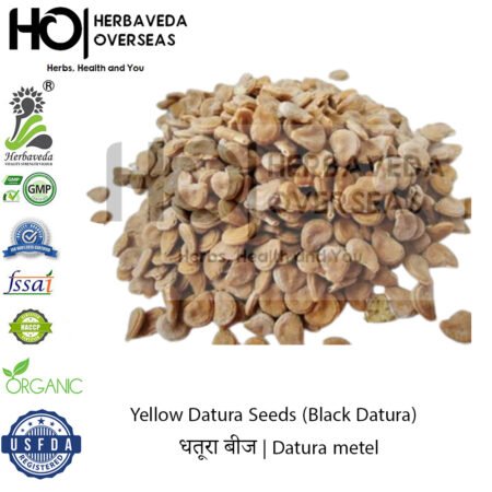Yellow Datura Seeds Datura) | धतूरा बीज | Datura metel