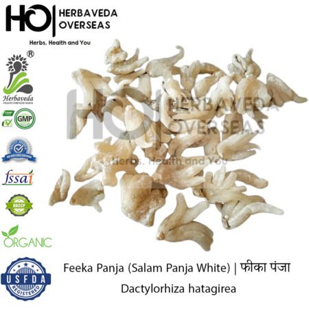 Feeka Panja (Salam Panja White) | फीका पंजा | Dactylorhiza hatagirea