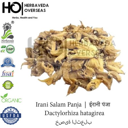 Irani Salam Panja  |  ईरानी पंजा | Dactylorhiza hatagirea