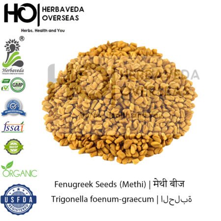 Fenugreek Seeds (Methi) | मेथी बीज | Trigonella foenum-graecum