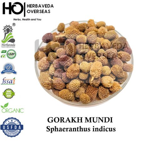 Gorakhmundi (Globe Thistle) | गोरखमुंडी | Sphaeranthus indicus