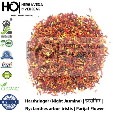 Harshringar (Night Jasmine) | हरसिंगार | Nyctanthes arbor-tristis
