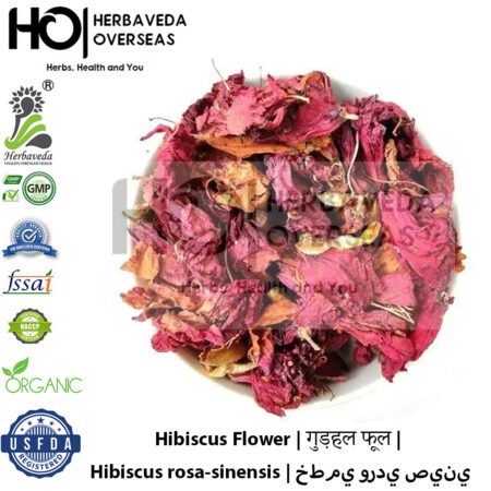 Hibiscus Flower | गुड़हल फूल | Hibiscus rosa-sinensis
