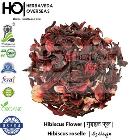 Hibiscus Flower | गुड़हल फूल | Hibiscus Roselle