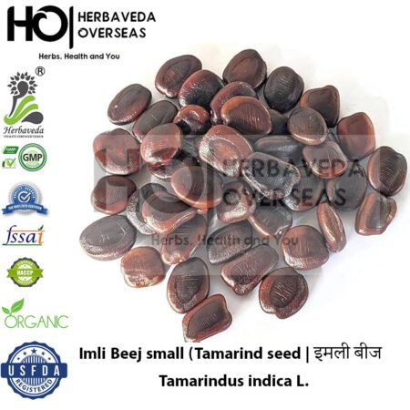 Small Imli Beej (Tamarind seed | इमली बीज | Tamarindus indica L.