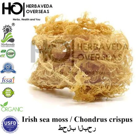Irish Sea Moss | आयरिश सी मॉस | Chondrus crispus