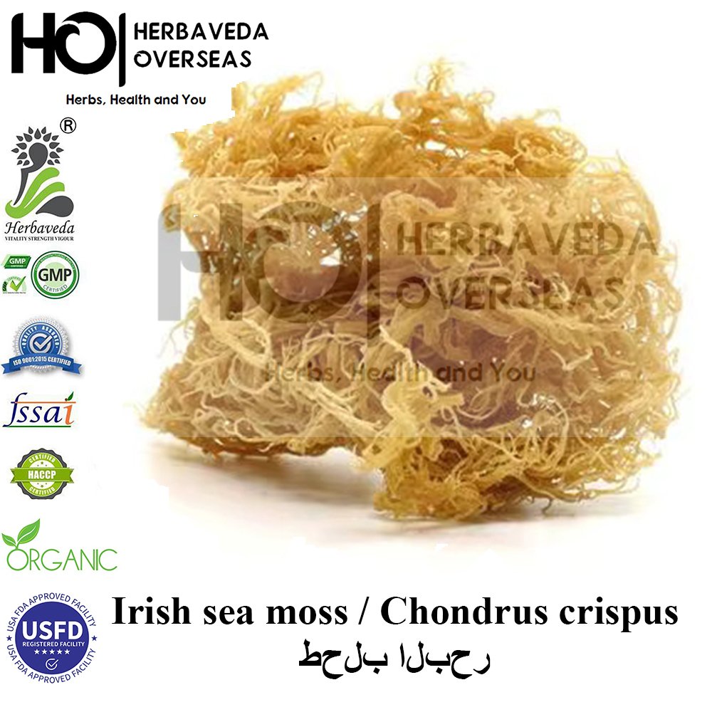 Irish Sea Moss | आयरिश सी मॉस | Chondrus crispus