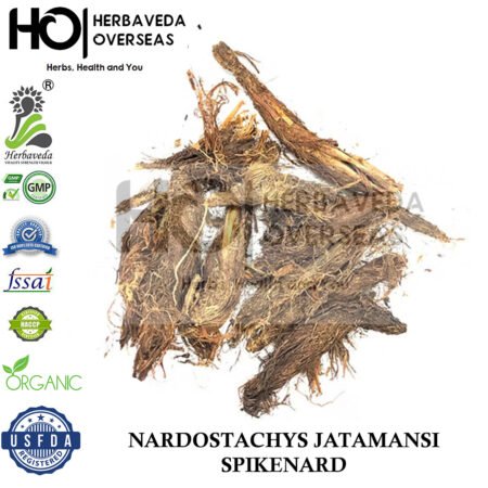 Jatamansi (Spikenard) | जटामांसी | Nardostachys jatamansi | سُنْبُل