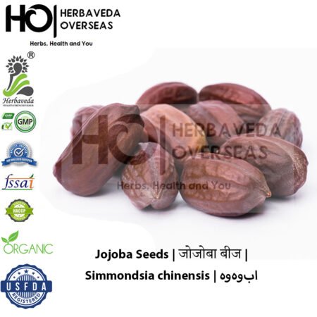 Jojoba Seeds | जोजोबा बीज | Simmondsia chinensis