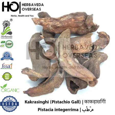 Kakrasinghi (Pistachio Gall) | काकड़ासिंगी | Pistacia integerrima